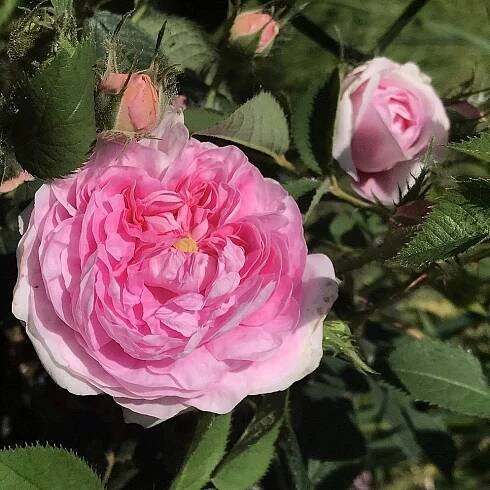 ´Queen of Danmark´ Rosa x alba (Rosa x centifolia)