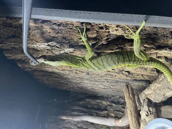 Varanus reisingeri is one of the subspecies in the Varanus prasinus-complex. The base-color of the body is bright yellow with a black fish bone-like signing on the back of the animal the snout ( (3)