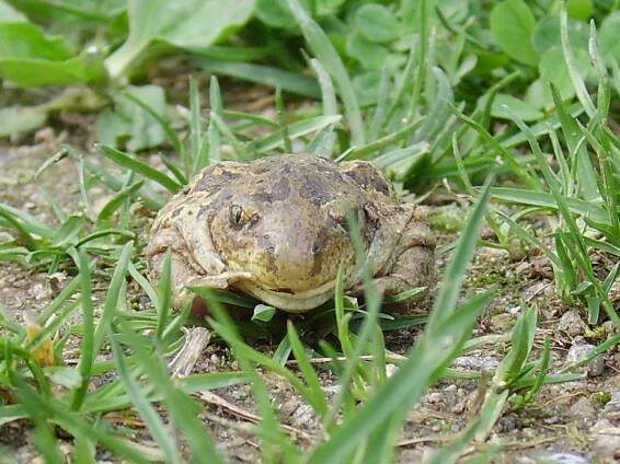 Pelobates fuscus - blatnice skvrnitá