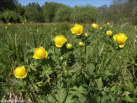 Trollius altissimus – upolín nejvyšší
