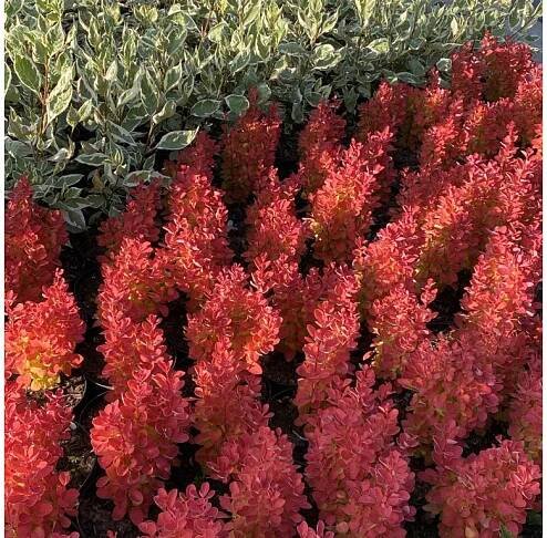 Berberis thunbergii 'Orange Ice' - dřišťál Thunbergův - Okrasné dřeviny Ing. Milan Žižka