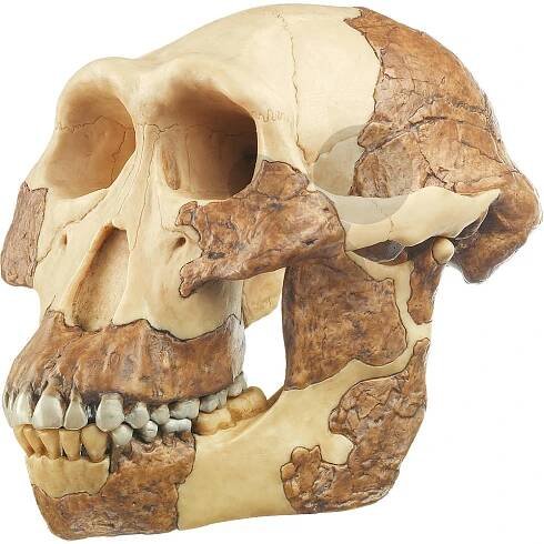 Modely vývoj člověka