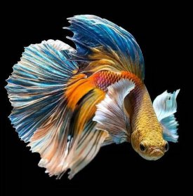 Yellow Betta Android Fish Background