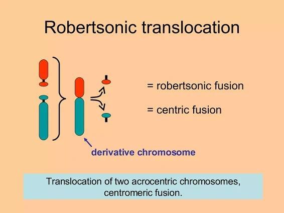 Robertsonic translocation = robertsonic fusion = centric fusion Translocation of two acrocentric chromosomes, centromeric fusion. derivative chromosome 