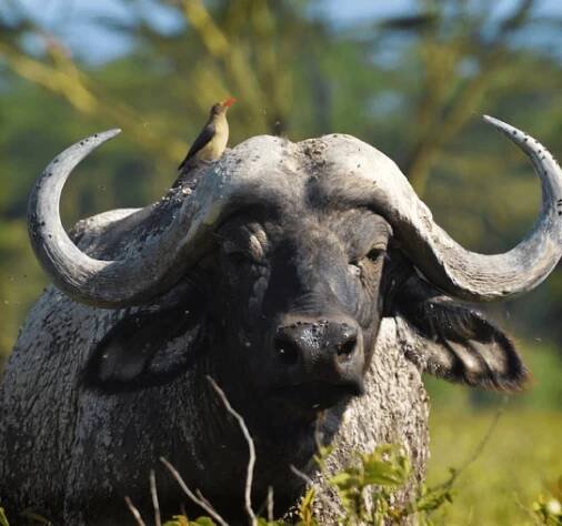 Buffalo