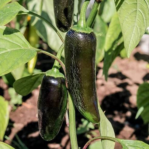 Paprika Black Knight F1 - Capsicum annuum - semena - 7 ks od 67 Kč - Heureka.cz