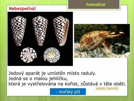 Měkkýši – Plži – Materiály pro žáky ZŠ