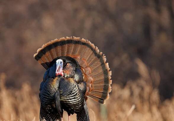 Turkey Lovers Month - National Today
