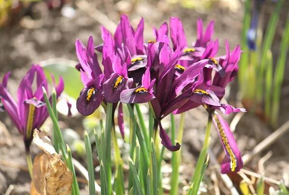 All About Iris: Everything You Wanted to Know, and More! - Florissa