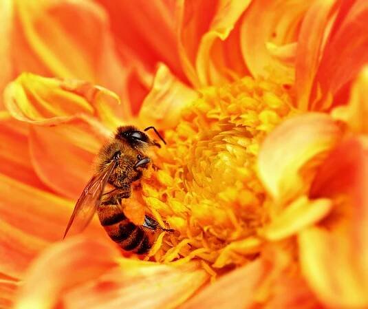 Bees algorithm