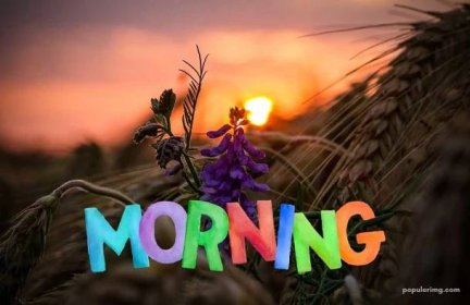 Good Morning Images With Flowers|| Morning Wallpaper|| Picture &Amp; Photos, Download Good Morning Images