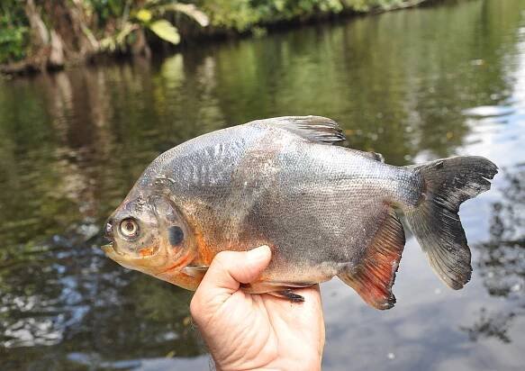 Piraně. Ryby se špatnou pověstí