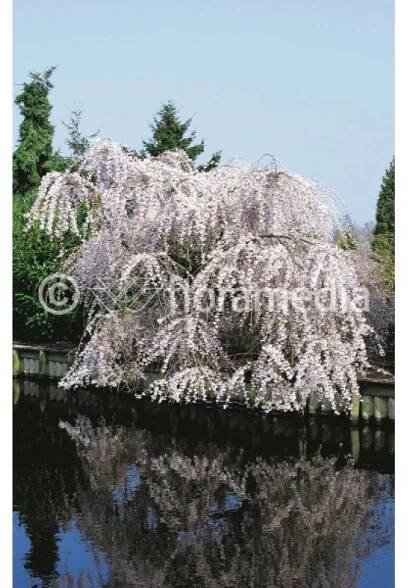Sakura převislá bílá - Plena