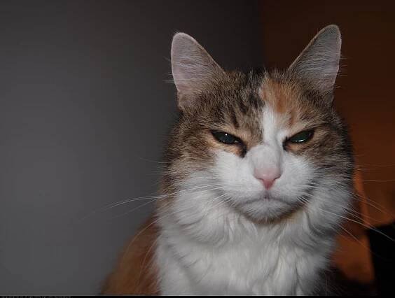 Serious Cat