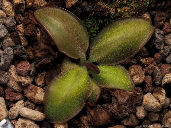 Pinguicula parvifolia – - Carnivorous Plant Database