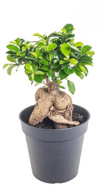 Fíkus, Ficus microcarpa, bonsaj, květináč 12 cm skladem | ZAZUMi.cz