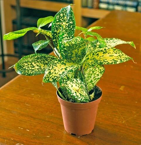 'Florida Beauty' Gold Dust Dracaena