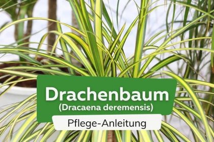 Drachenbaum (Dracaena deremensis)
