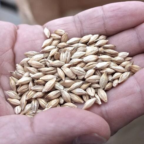 SAGA BARLEY — MIZUNOMAI
