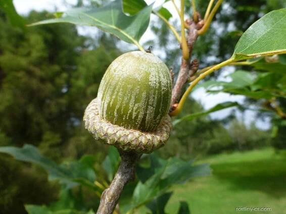 Dub - větévka s plodem (Quercus x fernaldii)