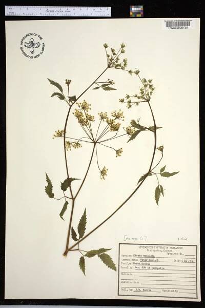 Cicuta maculata - Species Page - APA: Alabama Plant Atlas 