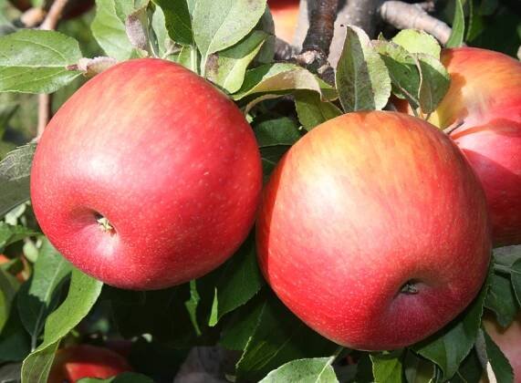 Apple Photos - Vermont Tree Fruit Growers Association
