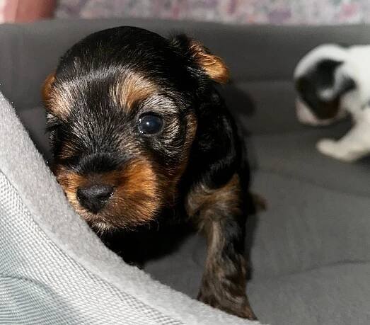Jeff's Yorkies & Boutique