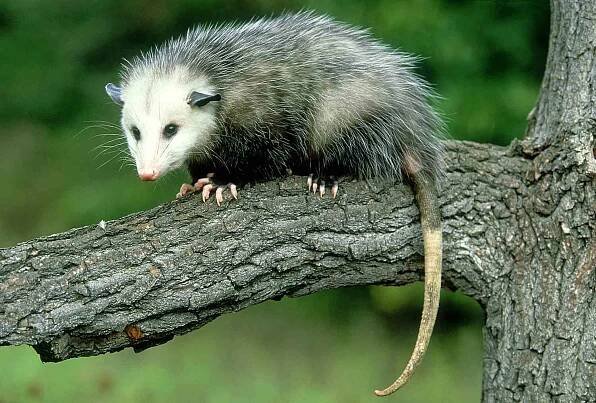 Opossum Totem