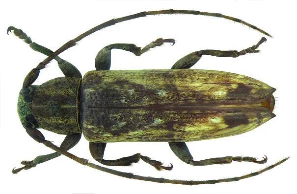 Sybra fuscoapicalis