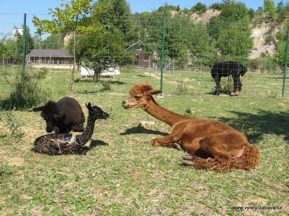 Lamacentrum Hády - lamí farma | Farmy, ZOO, jízdy na koních