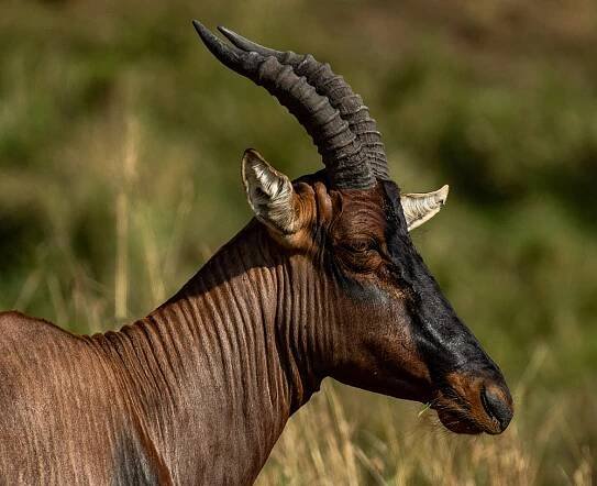 Masai Mara National Reserve – Hudson Road Photography