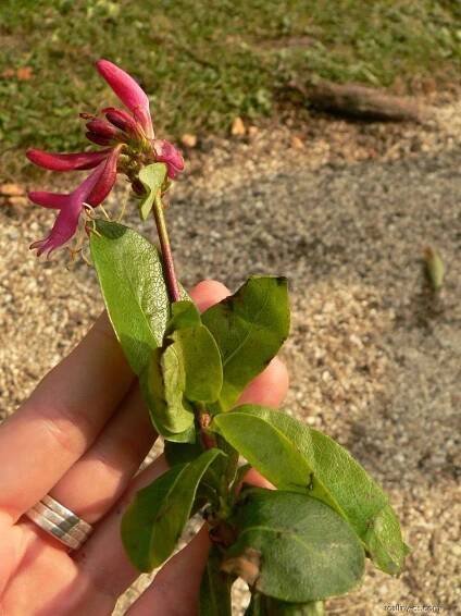 Zimolez Heckrottův (Lonicera heckrottii), listy