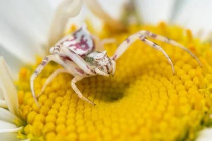 Bílý krabí pavouk na bílé květině, zblízka. Misumena vatia. — Stock obrázek