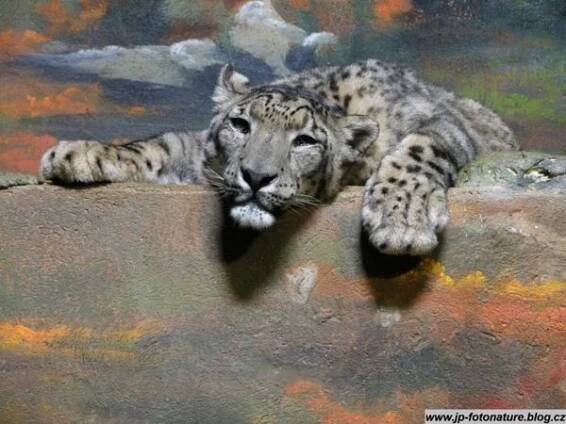 Zoologická zahrada Ústí nad Labem foto 3