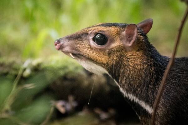 Balabac mouse-deer conservation program – DODO – Fundacja ZOO Wrocław
