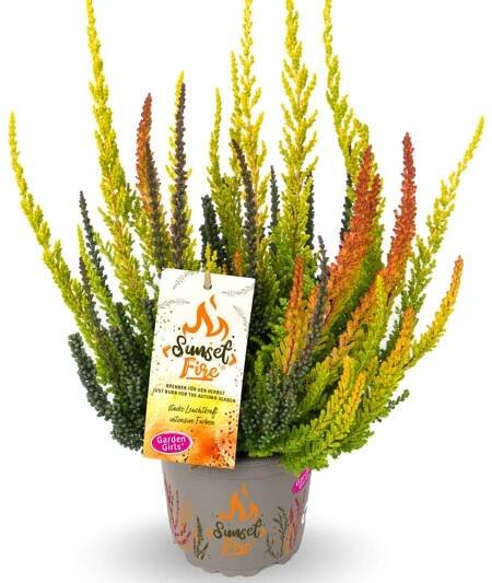Calluna Sunset Trio_4