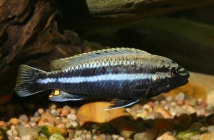 Melanochromis auratus - Tlamovec pestrý 4-5 cm