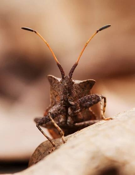 Vroubenka smrdutá (Coreus marginatus)