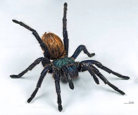 Chromatopelma cyaneopubescens