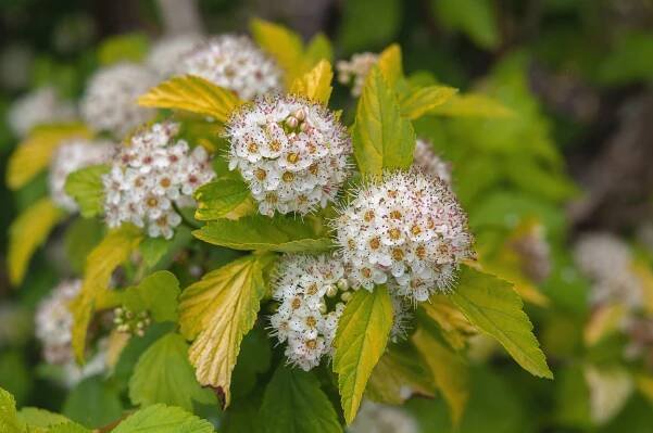How to Grow and Care for Ninebark Shrub