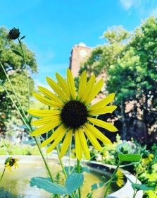 now yoga park classes continue thru august in #stuyvesantsquarepark on tuesdays at 9am and thru september in #washingtonsquarepark&mdash;8:30am for adults and 10:30am for kids. all classes are free and open to the public! 🌻 more info @spna_nyc and @