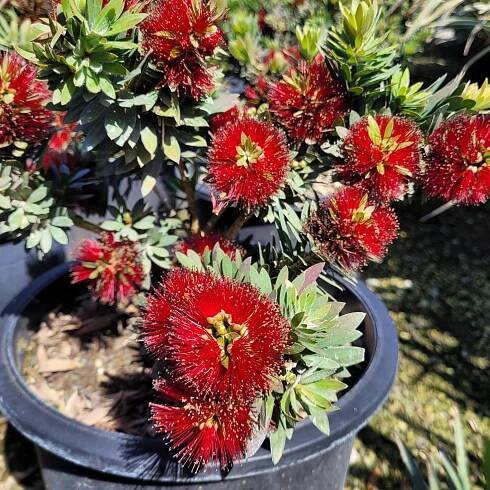 Callistemon citrinus 'Little John' - Dwarf Bottlebrush - Image 3
