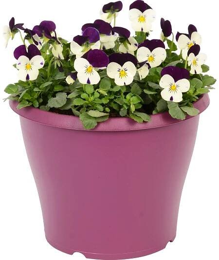 OBI Violka rohatá v barevném květináči průměr květináče cca 19 cm