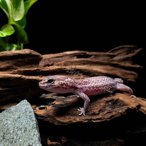 Fattail