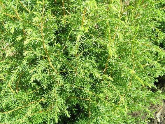 Jalovec obecný 'Hibernica' - Juniperus communis 'Hibernica'