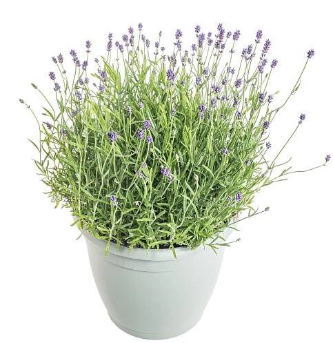 Levandule lekařská, Lavandula angustifolia Hidcote, skladem | ZAZUMi.cz