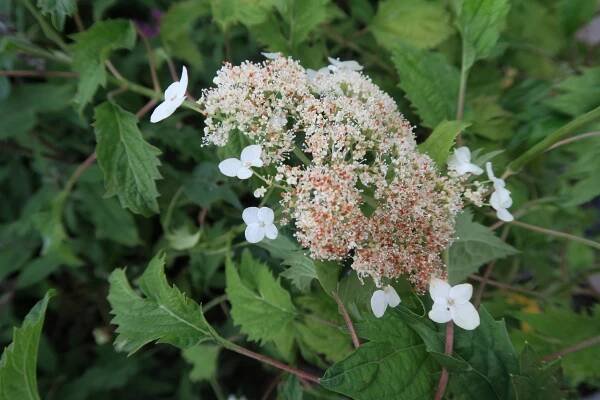 Hortenzie stromečkovitá 'Riven Lace'