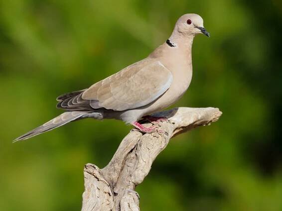 Hrdlička zahradní je na čtvrtém místě (Zdroj: Shutterstock)