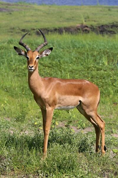 impala