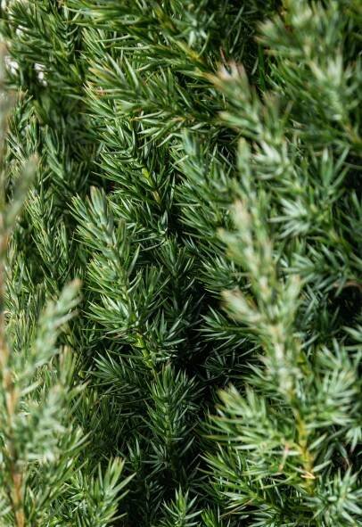 Jalovec čínský Stricta, Juniperus chinensis, kontejnerovaný stromek, vysoký 40 - 60 cm | ZAZUMi.cz